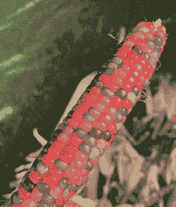 眉山彩色玉米种植基地在哪里