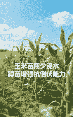 不浇水玉米种植可以吗