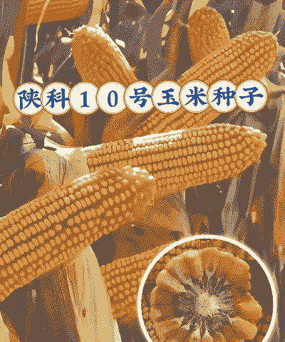 适合陕南种植的玉米种子
