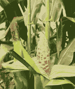 花糯玉米种植时间与方法