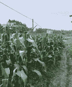 河北有没有黑玉米种植基地