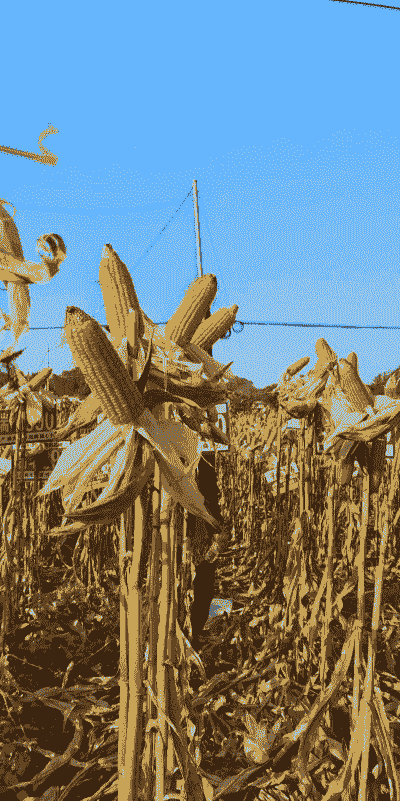 瑞丰玉米种植基地在哪里