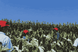 忻州糯玉米种植户有哪些