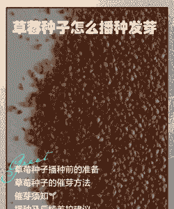 草莓玉米种子的种植方法