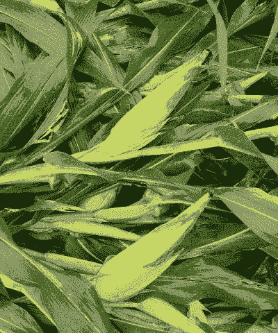 全株青储玉米种植方法