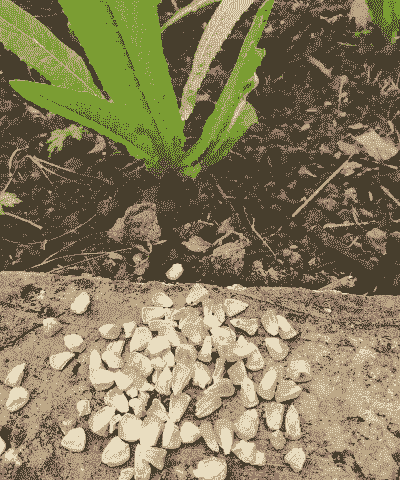 玉米种子种植需要水泡吗