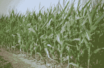 新疆的玉米种植区在哪里