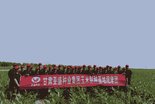 亚盛集团种玉米种植面积