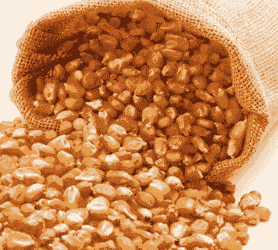 适合长期种植的玉米种子