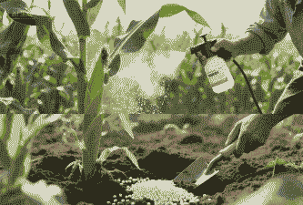 玉米种植怎样施硼肥肥好