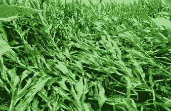 玉米种植倒伏怎么办呢