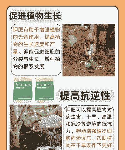 钾肥在玉米种植中的作用