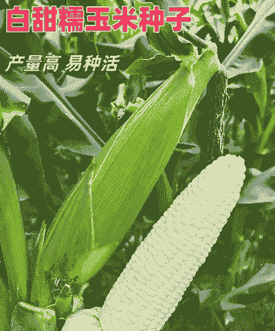 邢台适合啥玉米种子种植