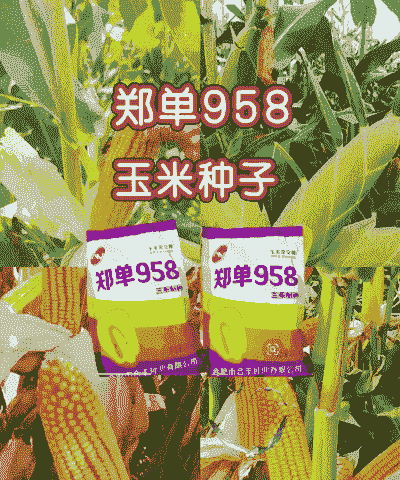 选什么玉米种子最好种植