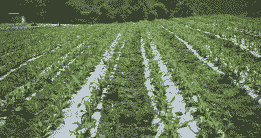 玉米种植覆土多厚好