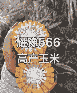 玉米种子适合河南种植吗