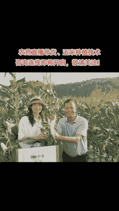 玉米种植直播好还是种好