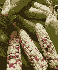 海南哪种玉米种植最好吃