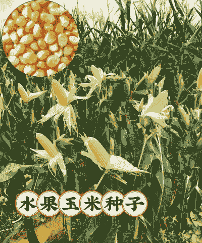 水果玉米种植要泡种子吗