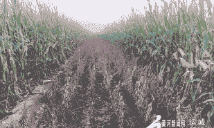 永济市有多少玉米种植