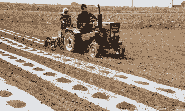 隔年玉米种能种植吗