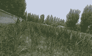 玉米种植量少怎么回事