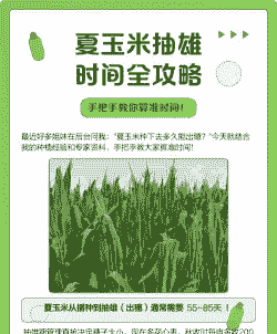 玉米种植多少天抽雄穗