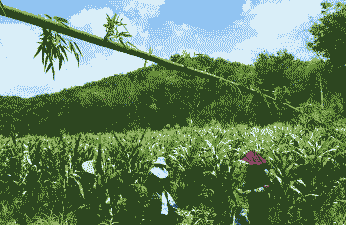 云南哪里有玉米种植场子