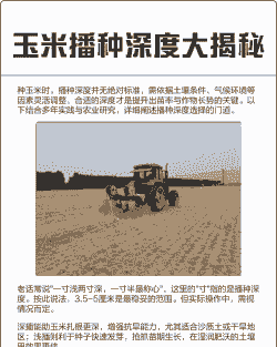 黑龙江玉米种植深度要求