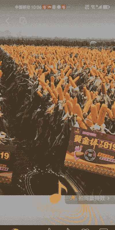 河南哪里种植玉米种子好