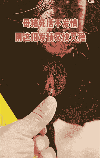 母猪产后血尿怎么办