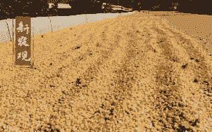 港口玉米种植前景怎么样