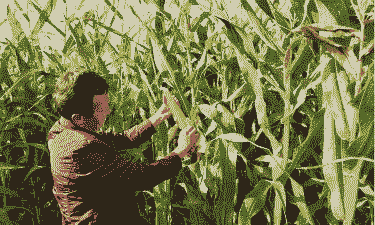 玉米种植到收获全过程