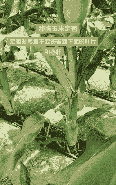 甜翠玉米种植条件有哪些