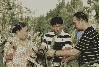 和田有多大的玉米种植面积