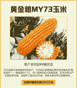 玉米种哪个品种最多种植