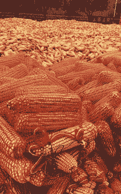 玉米种种植前需要晾晒吗