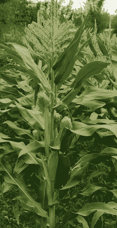 成都种啥玉米种植好卖呢