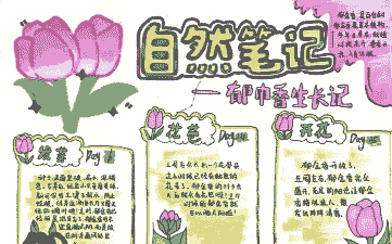 玉米种植的方案怎么写的