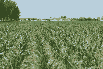 夏邑县玉米种植面积多大