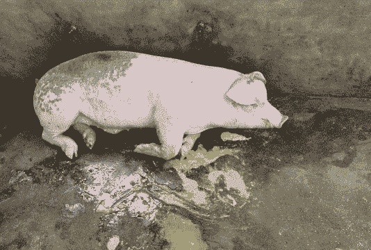 母猪产后三天出现呕吐