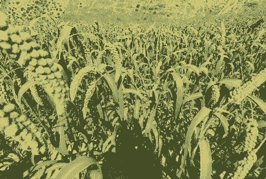 山西小米玉米种植基地在哪里