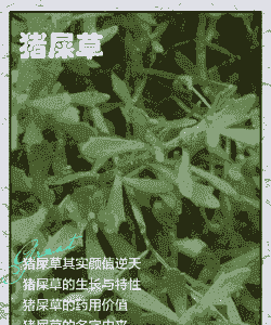 母猪产后用什么草药消炎