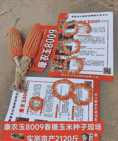 玉米种子价格及种植方法