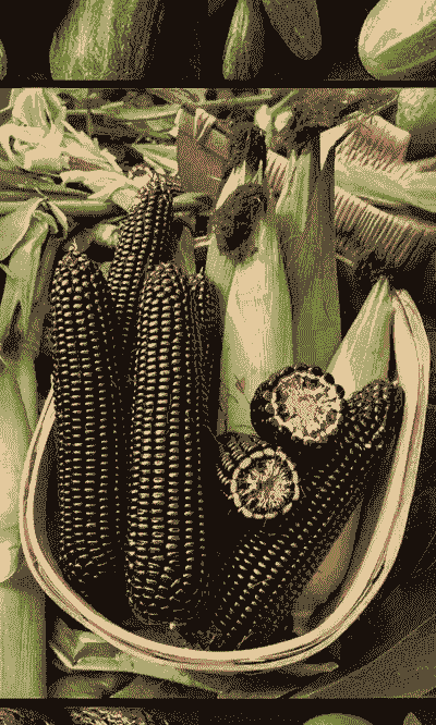 黑玉米种植什么最好吃呢