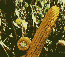 东北推荐玉米种植品种是什么