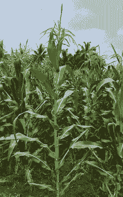 适合在豫东种植的玉米种