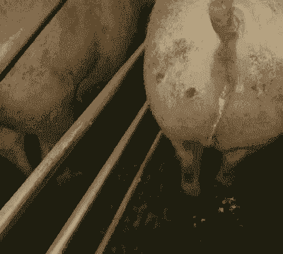 母猪产后排浓稠尿