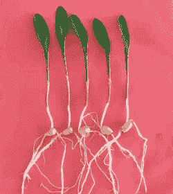 玉米种植发芽生长全过程