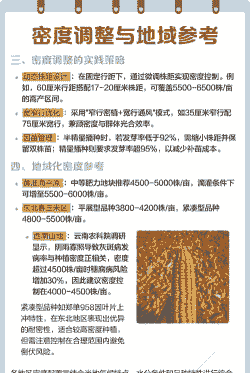 玉米种植密度和危害性